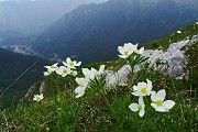 Anello di fiori sui Monti Vindiolo (2056 m) e Vetro (2054 m) da Pian Bracca (1111 m) di Zorzone di Oltre il Colle il 3 giugno 2015 - FOTOGALLERY